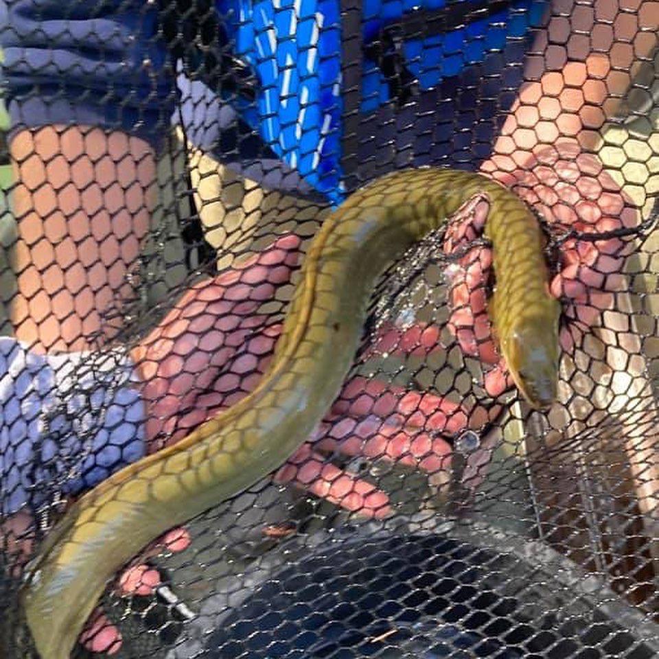 american eel