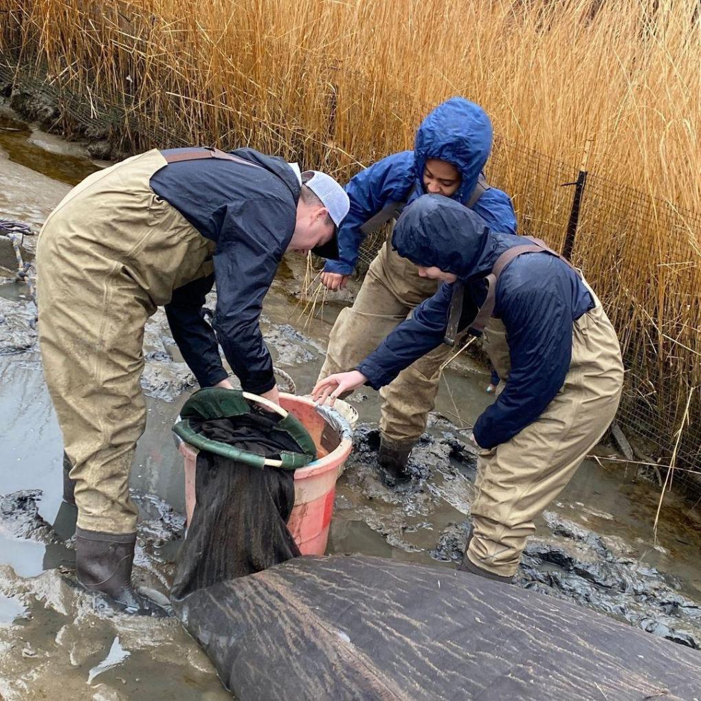 glass eel fishing