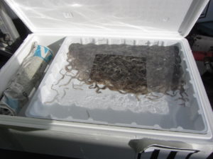 Live glass eels