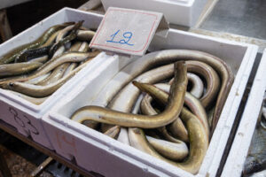 Live American Eels