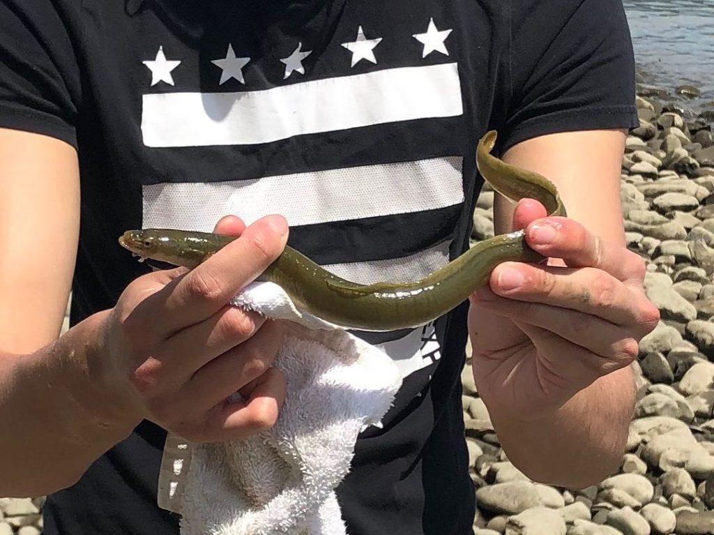 Ensuring Survival of the American Eel